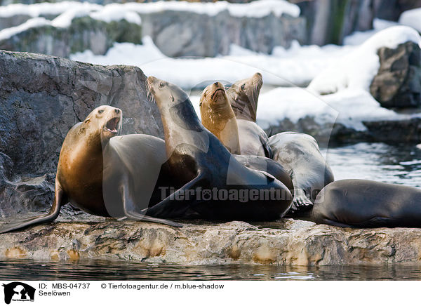 Seelwen / sea lions / MBS-04737
