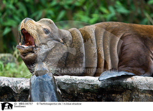 Seelwen / sea lions / MBS-06757