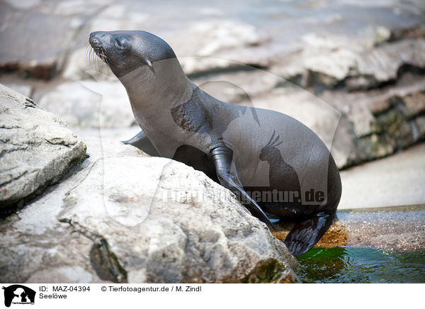 Seelwe / sea lion / MAZ-04394