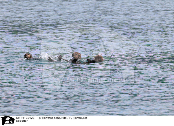 Seeotter / sea otter / FF-02428