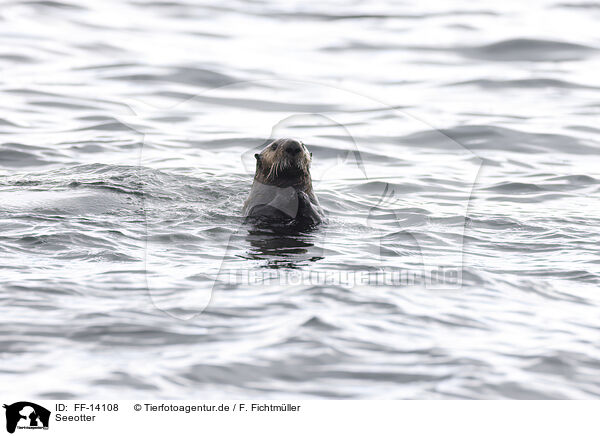 Seeotter / FF-14108