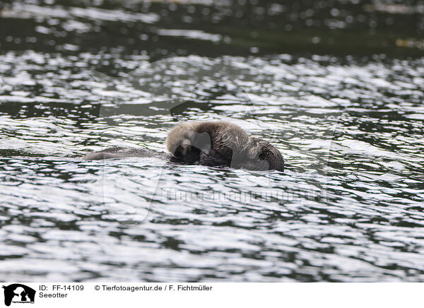 Seeotter / FF-14109