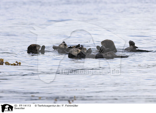Seeotter / FF-14113