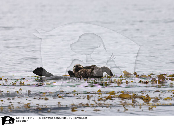 Seeotter / sea otter / FF-14118