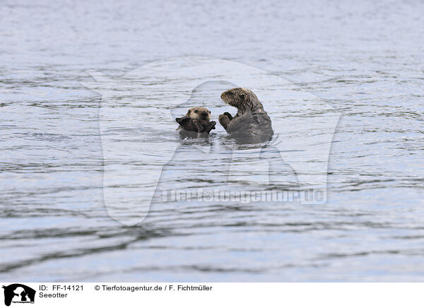 Seeotter / FF-14121