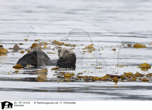 Seeotter / sea otter / FF-14124