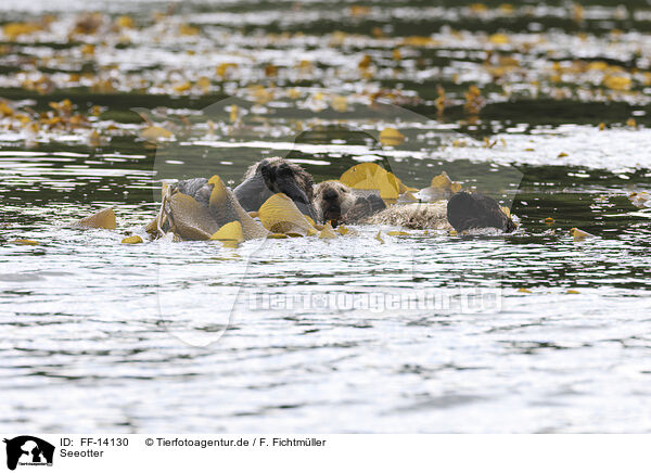 Seeotter / sea otter / FF-14130