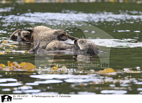 Seeotter / sea otter / FF-14131