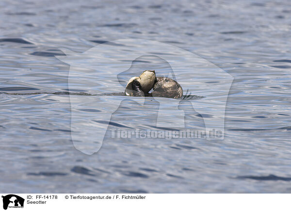 Seeotter / sea otter / FF-14178