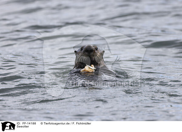 Seeotter / sea otter / FF-14188