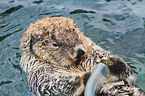 Seeotter