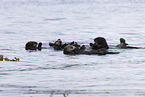Seeotter