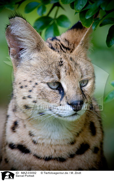Serval Portrait / Serval Portrait / MAZ-03092