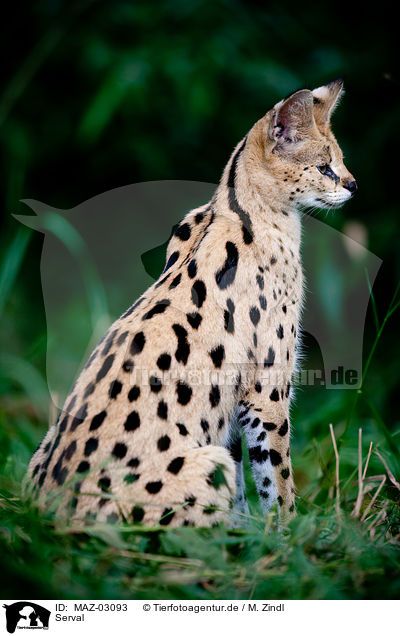 Serval / MAZ-03093
