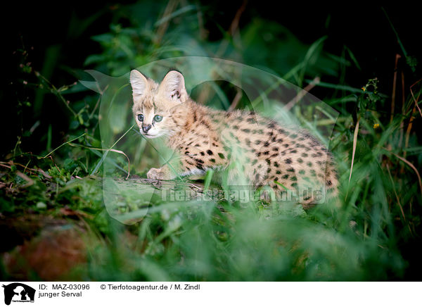 junger Serval / MAZ-03096
