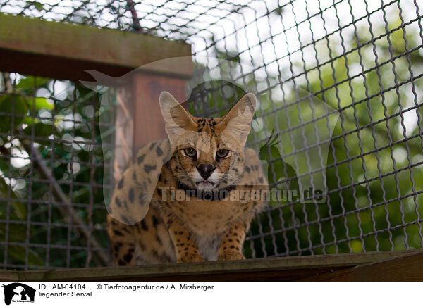 liegender Serval / lying Serval / AM-04104