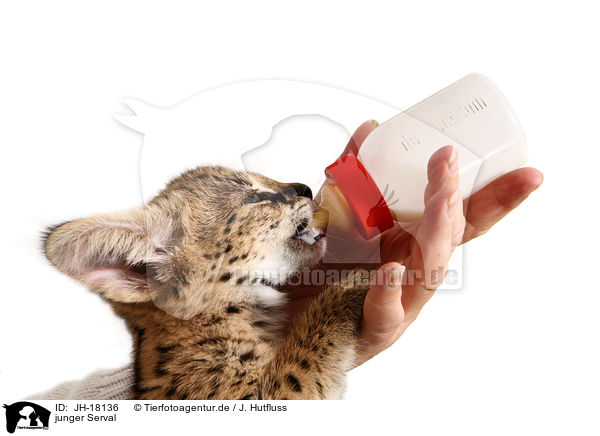 junger Serval / young serval / JH-18136