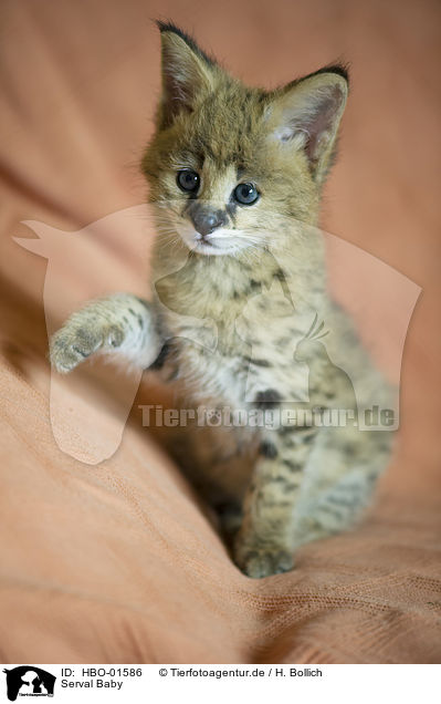 Serval Baby / HBO-01586
