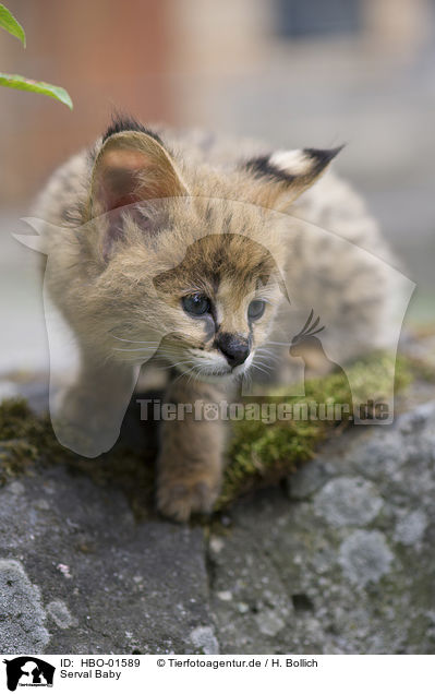 Serval Baby / Serval Baby / HBO-01589