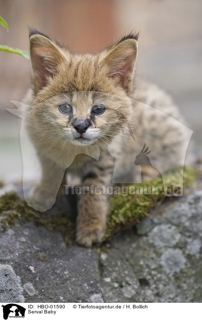 Serval Baby / Serval Baby / HBO-01590