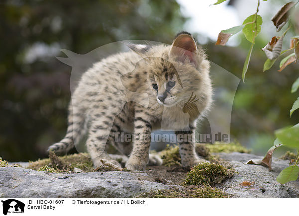Serval Baby / Serval Baby / HBO-01607