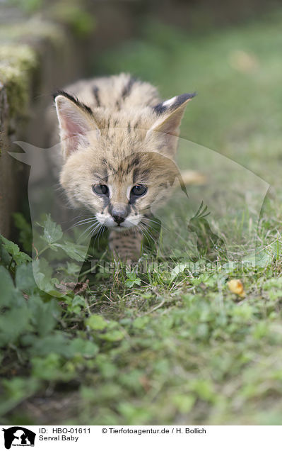 Serval Baby / Serval Baby / HBO-01611