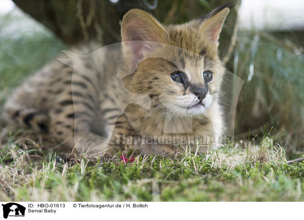 Serval Baby / Serval Baby / HBO-01613