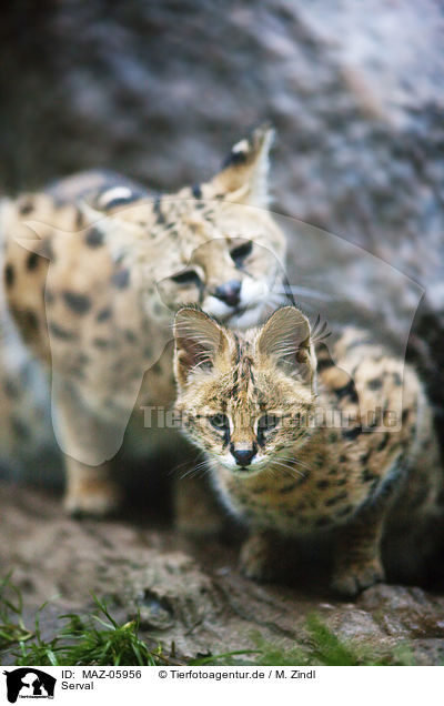 Serval / Serval / MAZ-05956
