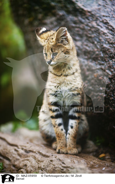 Serval / Serval / MAZ-05959