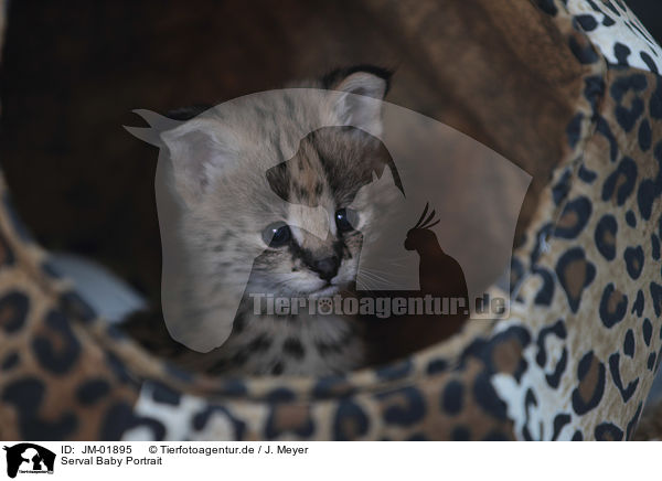Serval Baby Portrait / Serval Baby portrait / JM-01895