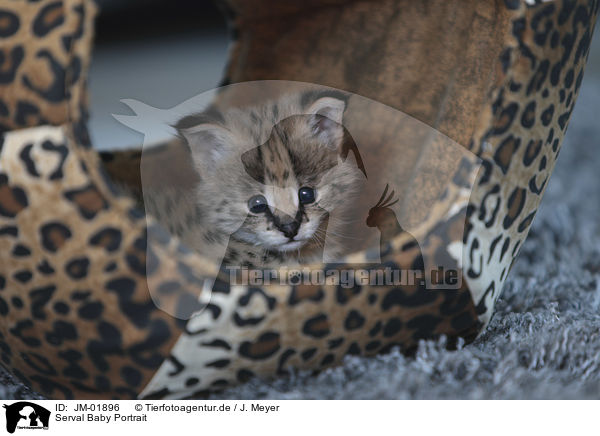 Serval Baby Portrait / Serval Baby portrait / JM-01896