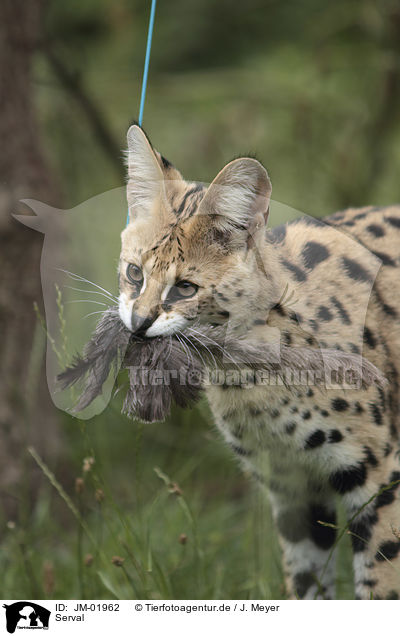 Serval / Serval / JM-01962