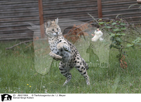 Serval fngt Kken / Serval catches chick / JM-01964