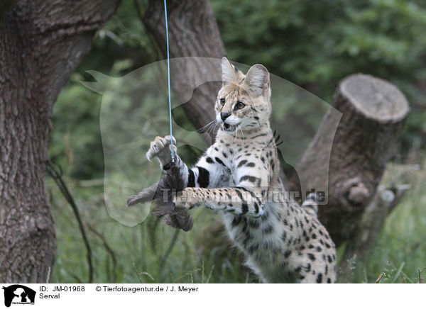 Serval / Serval / JM-01968