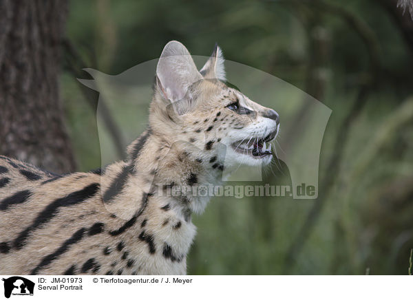 Serval Portrait / JM-01973