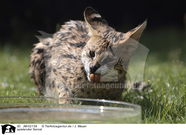 spielender Serval / playing Serval / JM-02139