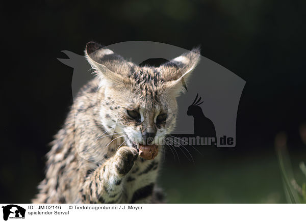 spielender Serval / JM-02146