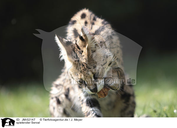 spielender Serval / playing Serval / JM-02147