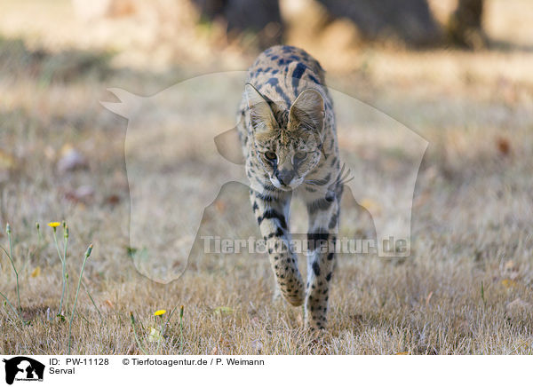 Serval / PW-11128