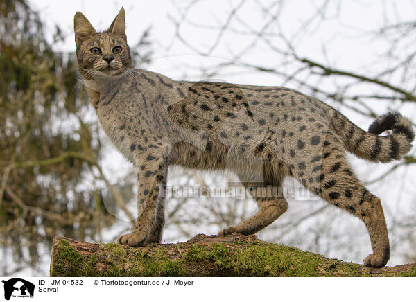 Serval / JM-04532