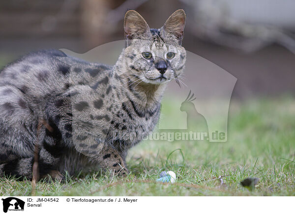 Serval / Serval / JM-04542