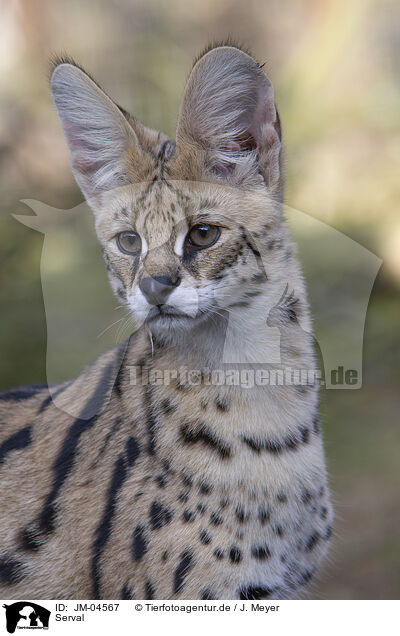 Serval / JM-04567
