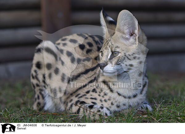 Serval / Serval / JM-04606