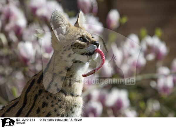 Serval / Serval / JM-04673