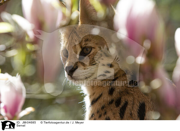 Serval / JM-04685