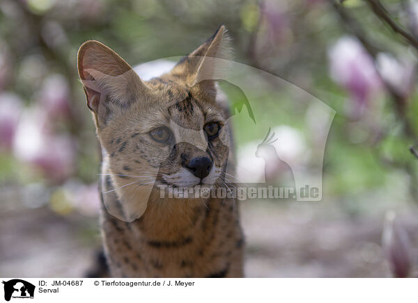 Serval / Serval / JM-04687