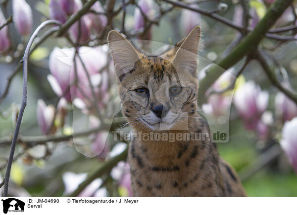 Serval / Serval / JM-04690