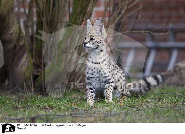 Serval / Serval / JM-04694