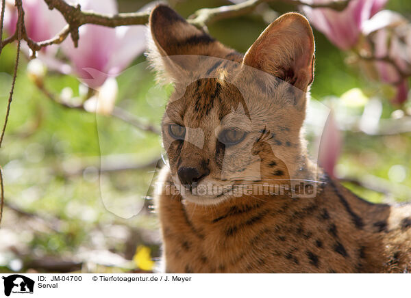 Serval / Serval / JM-04700