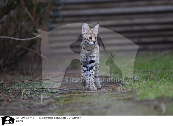 Serval / Serval / JM-04718